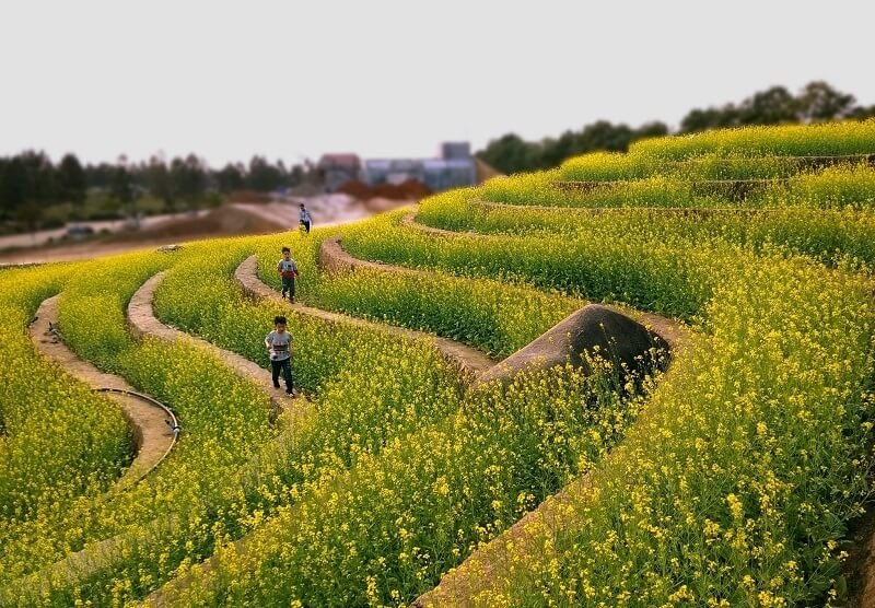 Bạn có thể chụp ảnh tại ruộng bậc thang hoa cải của khu sinh thái Đan Phượng – The Phoenix Garden 